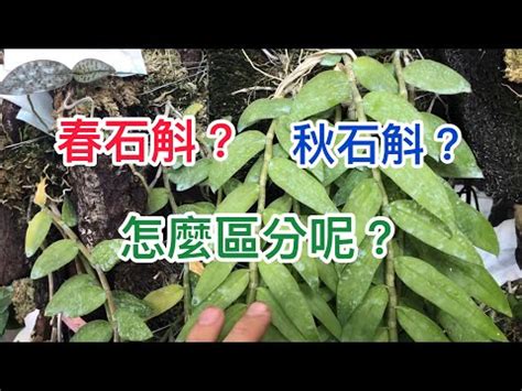 秋石斛蘭品種|秋石斛:形態特徵,生態習性,栽培技術,繁殖,施肥,換盆及盆土,溫度及。